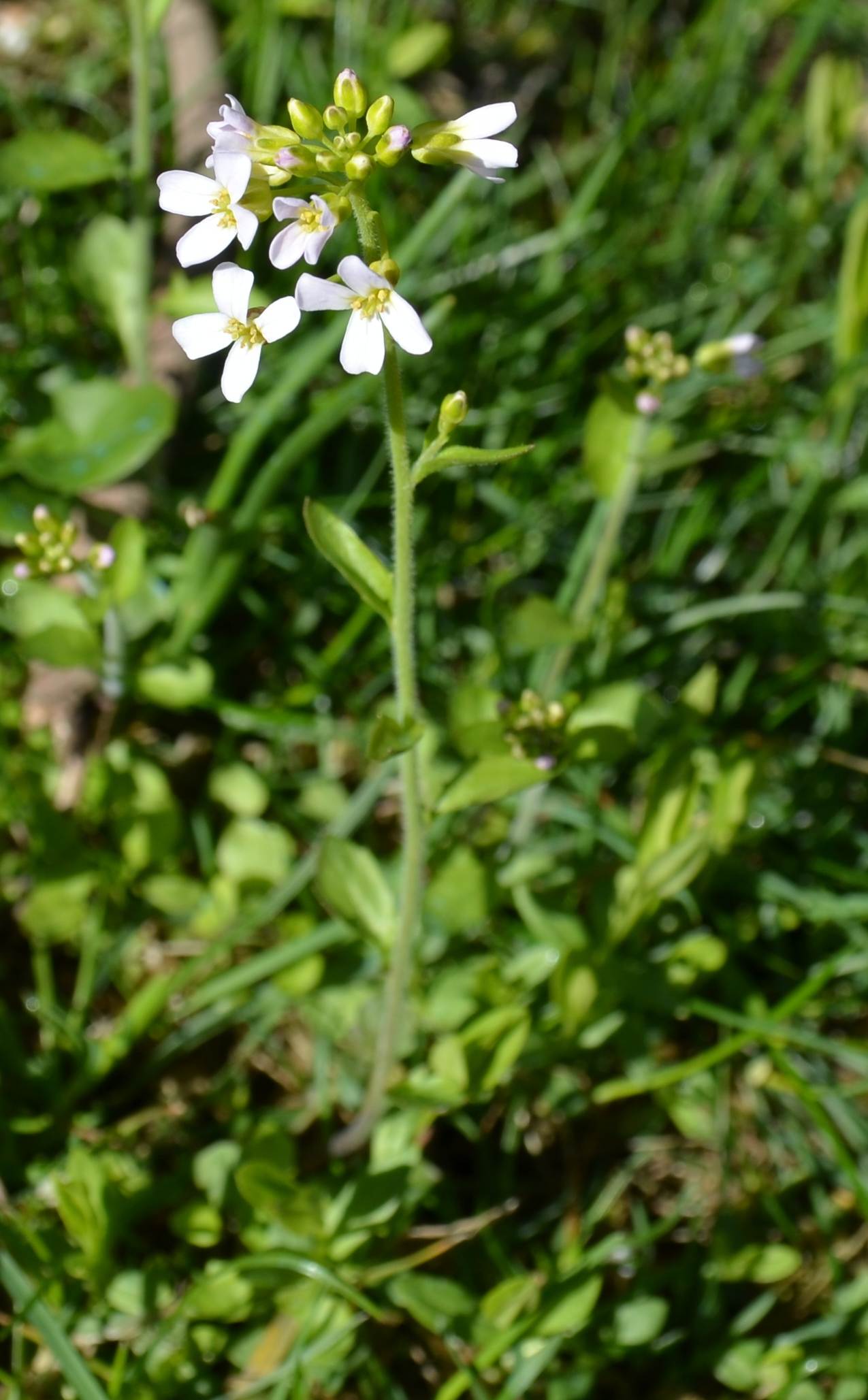 Da determinare - Brassicacea